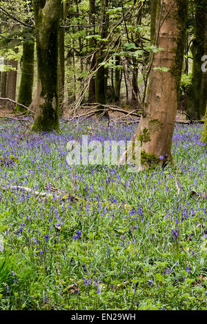 Schönen Frühling Glockenblumen im Grovely Wald-Wishford in der Nähe von Salisbury Stockfoto