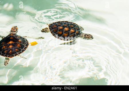 Gefährdete niedlichen Schildkröten schwimmen im kristallklaren Wasser Stockfoto