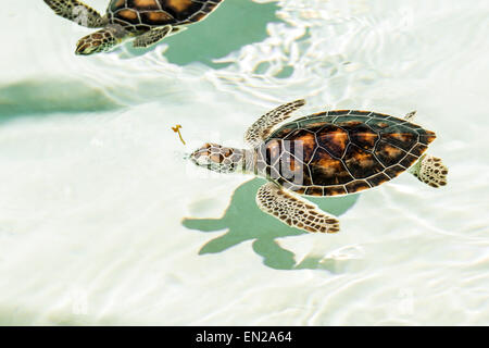 Gefährdete niedlichen Schildkröten schwimmen im kristallklaren Wasser Stockfoto