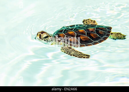 Vom Aussterben bedrohte niedlichen Schildkröte Schwimmen im kristallklaren Wasser Stockfoto