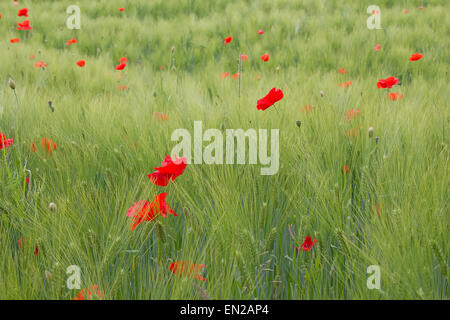 Leuchtend rote Mohnblumen im Garten Stockfoto