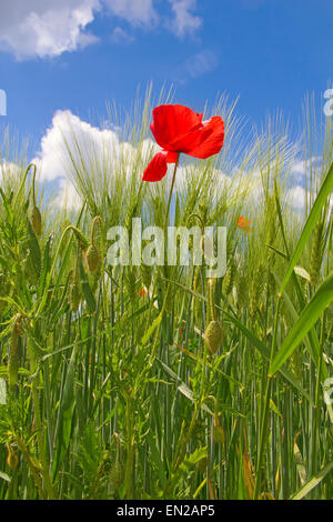 Leuchtend rote Mohnblumen im Garten Stockfoto