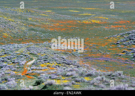 Frühlingsblumen malen die Hügel im Antelope Canyon Poppy Preserve in Kalifornien Stockfoto