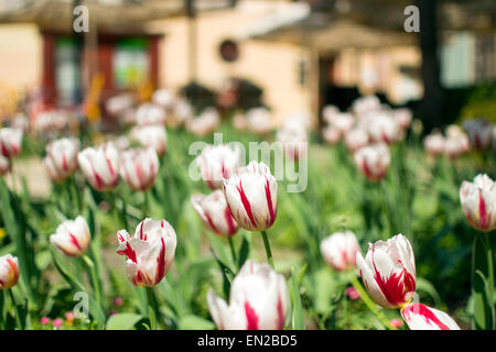 Weiß mit rotem Hauch Tulpen im Vordergrund Stockfoto