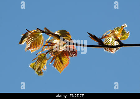 Aberystwyth, Wales, UK. 26. April 2015 - an einem frühlingshaften Nachmittag entfalten die Blätter einer Buche aus den Knospen im April Sonnenschein - John Gilbey/Alammy Live News Stockfoto