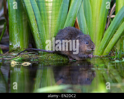 Nördlichen Schermaus am Ufer des Flusses von Flag Iris Stockfoto