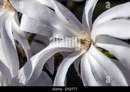 Stern-Magnolie, Magnolia stellata Stockfoto