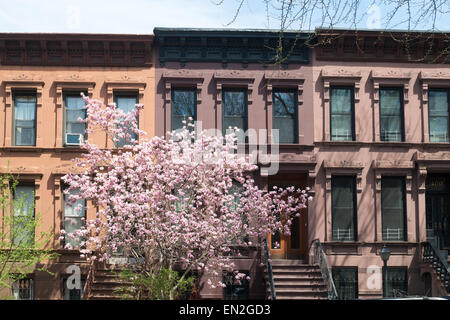 Terrasse von Brownstone Houses entlang der 8th St im Park Slope Viertel von Brooklyn, NYC, USA km Stockfoto