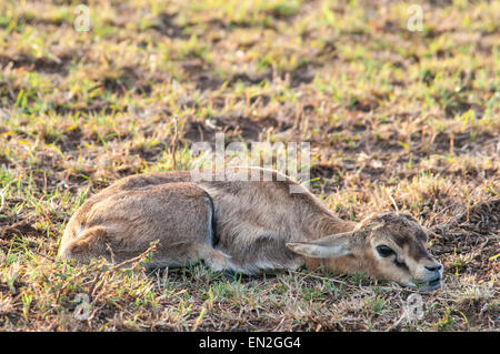 Thomson es Gazelle Fawn, Eudorcas Thomsonii liegen flach, bewegungslos, getarnt, Masai Mara National Reserve, Kenia, Afrika Stockfoto