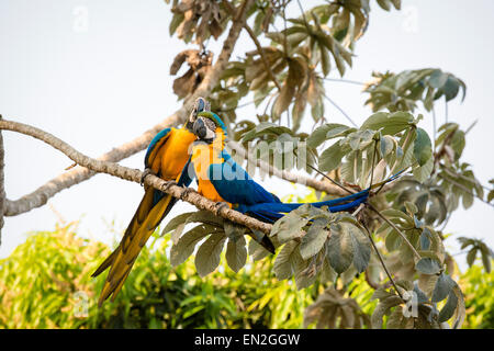 Paar von blau und gelb Aras, Ara Ararauna, auch bekannt als blau und Gold Aras, thront zusammen als Liebe-Vögel, Pantanal Stockfoto