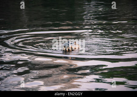 Yacare Caiman, Caiman Crocodilus Yacare, entblößt seine Zähne in einem Fluss in das Pantanal, Mato Grosso, Brasilien, Südamerika Stockfoto