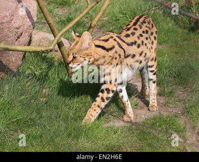 Afrikanischen Serval (Leptailurus Serval) in Nahaufnahme, zu Fuß durch Stockfoto