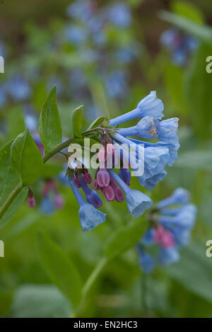 Virginia Bluebell, Mertensia Virginica, Wildblumen, nordamerikanischen Wildflower, Bluebell, Pflanze, Blüte, Frühling Wildblumen Stockfoto