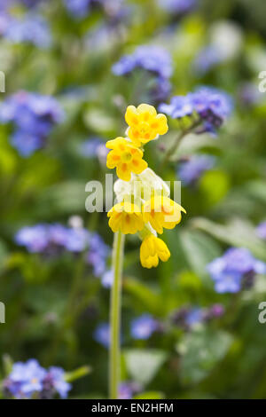 Primula Veris. Schlüsselblume unter Vergissmeinnicht. Stockfoto