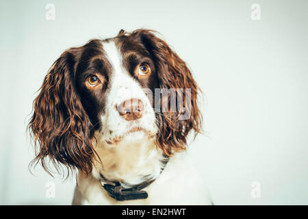 Ein Porträtbild von einem englischen weißen und braunen Leber Springer Spaniel Hund. Stockfoto