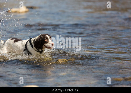 Eine nasse Englisch weiß und Leber braun English Springer Spaniel suchen in einem Fluss North Yorkshire. Stockfoto