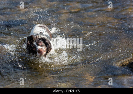 Nassen englischen weiß und Leber braune Feder Spaniel abschütteln Wasser in einem Fluss Stockfoto