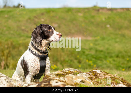 Nassen englischen weiß und Leber braun Springer Spaniel aufmerksam sitzen. Stockfoto