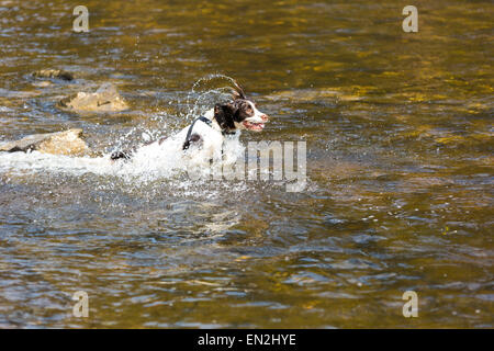 Running Englisch Frühjahr Spaniel in einem Fluss. Stockfoto