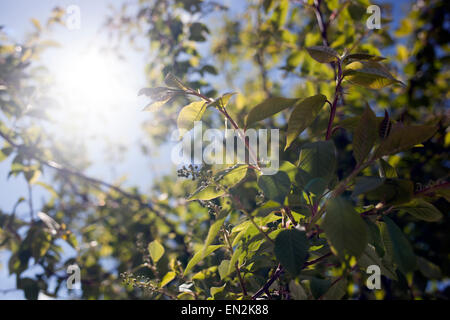 Blühende Bäume mit Sonne kommt durch Stockfoto