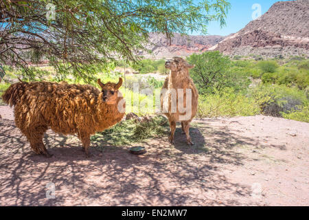 Lamas Weiden nahe der Straße, Quebrada de Humahuaca, zentralen Anden Altiplano, Argentinien Stockfoto