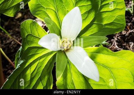 Trillium Chloropetalum Blüte gelb blühender Frühling grüne Blätter frischen mehrjährige Halbschatten feucht West USA Kalifornien Trilliaceae fl Stockfoto