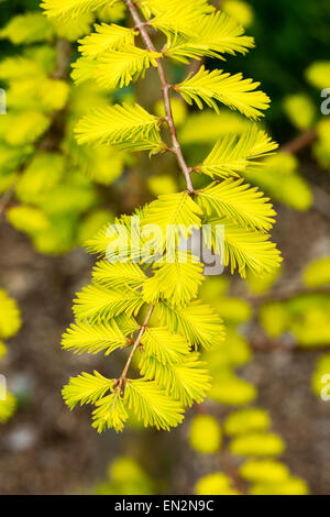 Hellen Frühling Laub goldgelb Sorte von Dawn Redwood, Metasequoia Glyptostroboides "Gold Rush" Stockfoto