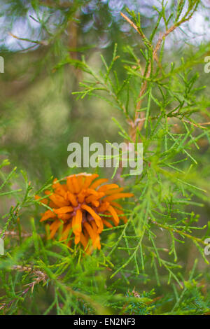 Gymnosporangium Juniperi-Virginianae als Zeder – Apple Rostorange Pilze bekannt. Stockfoto