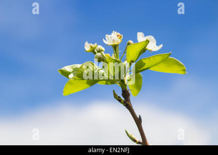 Eine blühende Birne Frucht Ast vor einem blauen Himmel. Stockfoto