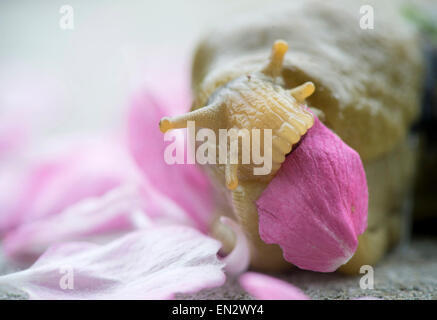 Roseburg, Oregon, USA. 26. April 2015. Eine große Pacific Banane Schnecke ernährt sich von gefallenen Apple Blossom Blütenblätter in einem Obstgarten auf einer Farm in der Nähe von Roseburg. © Robin Loznak/ZUMA Draht/Alamy Live-Nachrichten Stockfoto