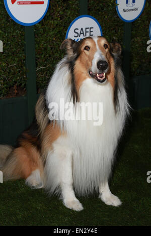 Los Angeles, Kalifornien, USA. 26. April 2015. Lassie besucht Safe Kids Tag Präsentation bis zum Jahr 2015 bundesweit am 26. April 2015 in West Hollywood, Kalifornien, USA. Bildnachweis: TLeopold/Globe Fotos/ZUMA Draht/Alamy Live-Nachrichten Stockfoto