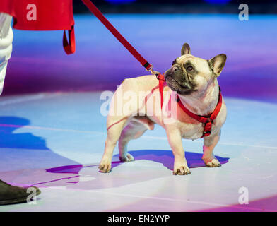 Kuschelige französische Bulldogge Stockfoto