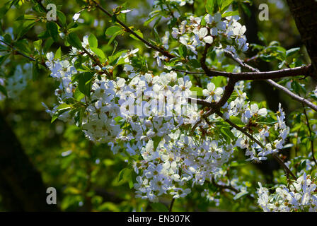 Zweige der Sauerkirsche (Prunus Cerasus) in Farben. Stockfoto