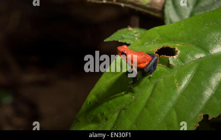 Strawberry poison Dart Frog Tierwelt COSTA RICA Dendrobates Pumilio rot und blau Poison Frosch, Frosch rote giftige Baum Kletterer cl Stockfoto