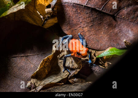 Strawberry poison Dart Frog Tierwelt COSTA RICA Dendrobates Pumilio rot und blau Poison Frosch, Frosch rote giftige Baum Kletterer cl Stockfoto