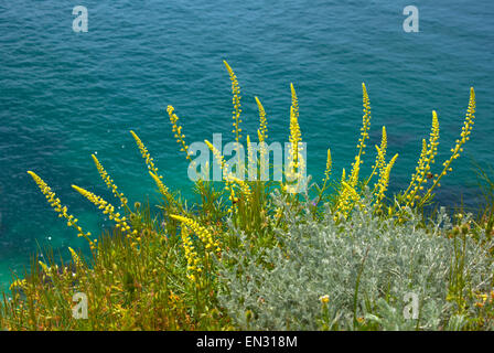 Pflanze mit gelben Blüten der gelben Mignonette (Reseda Lutea L.). Europe.Russia.The-Krim-Halbinsel. Stockfoto