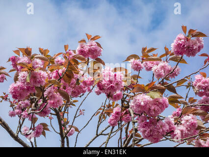 Kirschbaum Blüten im Frühling, Dorset, England, Großbritannien Stockfoto