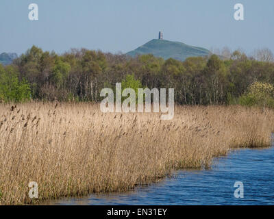 Schilfrohr und Glastonbury Tor, Schinken Wand, Somerset, England, Großbritannien Stockfoto