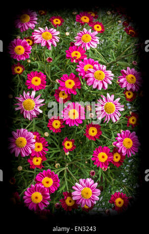 Eine erstaunliche Reihe von Frühlingsblumen, machte helle Farben. Stockfoto