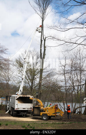 Arbeiter Abholzen und chipping toten Baum im Prospect Park Brooklyn, NYC, USA Stockfoto