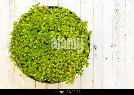 Oregano Pflanze würzig Pflanze mit grün, gelb lässt wilden Majoran (Origanum Vulgare Aureum) in schwarzen Blumentopf auf weiß lackiert Stockfoto