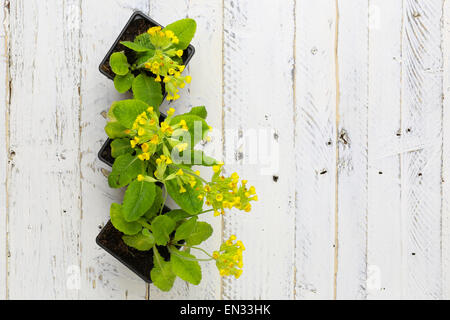 Primula Veris gemeinsame Schlüsselblume gelbe Blumen in schwarze Blumentöpfe auf weißem lackiertem Holz Hintergrund Stockfoto