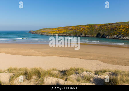 Crantock Strandblick, Pentire North Cornwall England UK in der Nähe von Newquay im Frühjahr mit blauem Himmel und Meer und gelben Ginster Stockfoto