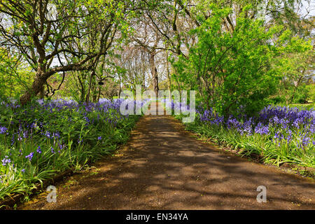 Glockenblumen (Hyacinthoides non-Scripta) Blüte auf einem Wanderweg, Dublin, Irland Stockfoto