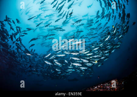 Schule für Großaugenthun Trevally Fischen (Caranx Sexfasciatus) und große Schule der Bogenstirn-Hammerhai (Sphyrna lewinii) hinter Stockfoto