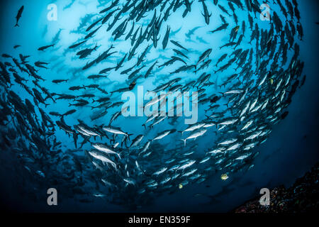 Schule für Großaugenthun Trevally Fischen (Caranx Sexfasciatus) und große Schule der Bogenstirn-Hammerhai (Sphyrna lewinii) hinter Stockfoto