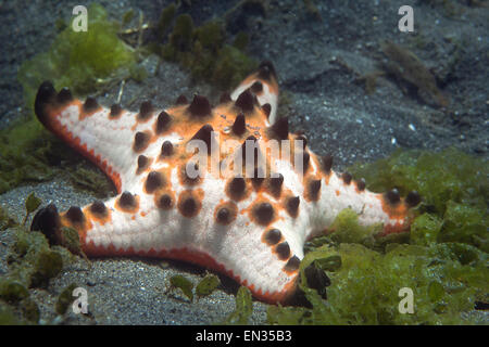 Gehörnte Seestern (Protoreaster Nodosus), Secret Bay, Bali, Indonesien Stockfoto