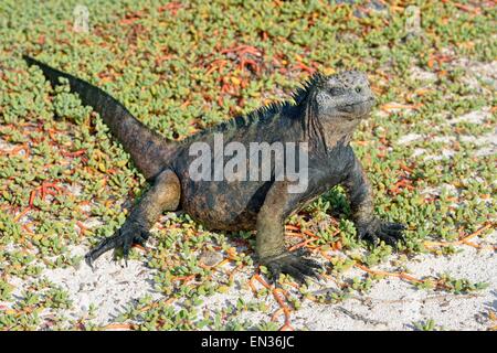 Marine Iguana (Amblyrhynchus Cristatus) auf Galapagos Teppich Weed (Sesuvium Edmonstonei), Tortuga Bay, Puerto Ayora Stockfoto