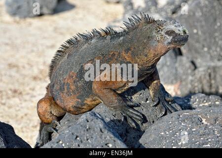 Marine Iguana (Amblyrhynchus Cristatus), Tortuga Bay, Puerto Ayora, Santa Cruz Island, Galapagos, Ecuador Stockfoto