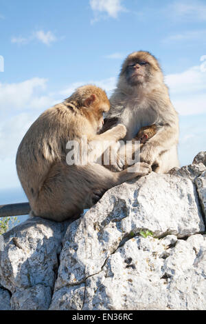 Barbary Macaque Affen, Macaca Sylvanus, Gibraltar, britische Terroritory in Südeuropa Stockfoto